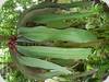 Bulbophyllum phalaenopsis